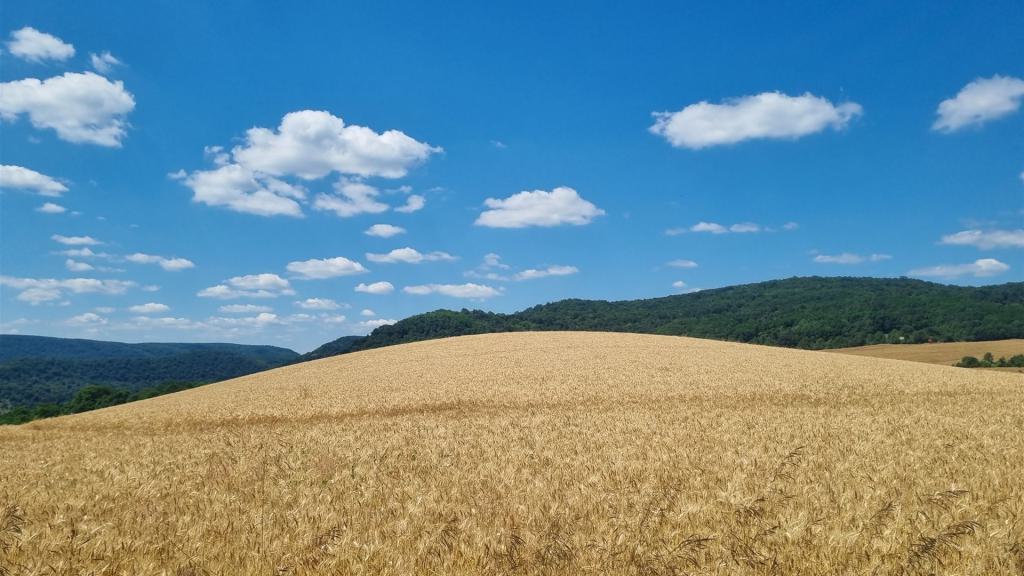 feld, wiese, weizen, wolken, himmel, sonne, natur, feld, feld, feld, wolken, himmel, himmel, himmel, himmel, himmel, sonne, sonne, sonne, natur, natur, natur, natur, natur