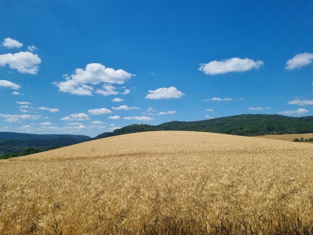 feld, wiese, weizen, wolken, himmel, sonne, natur, feld, feld, feld, wolken, himmel, himmel, himmel, himmel, himmel, sonne, sonne, sonne, natur, natur, natur, natur, natur